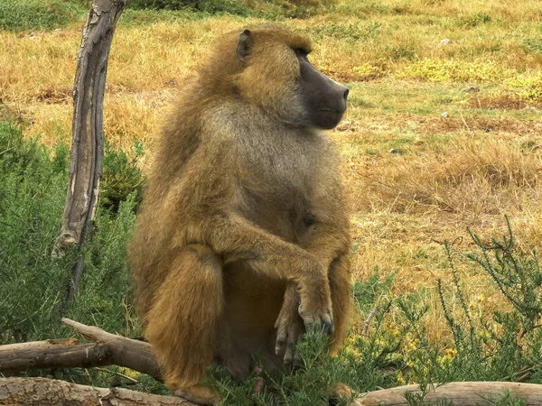 Een gele baviaan zittend rechtop bij Amboseli — Stockfoto