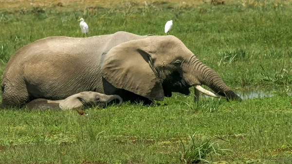 Gros plan d'un éléphant et d'un veau se nourrissant dans un marais à amboseli — Photo