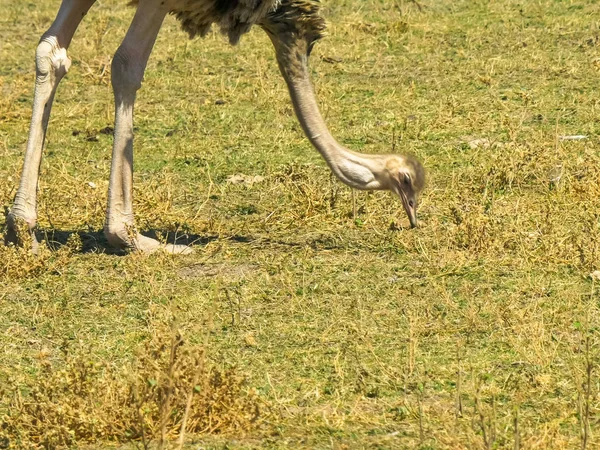 Primer plano de una avestruz hembra alimentándose en amboseli — Foto de Stock