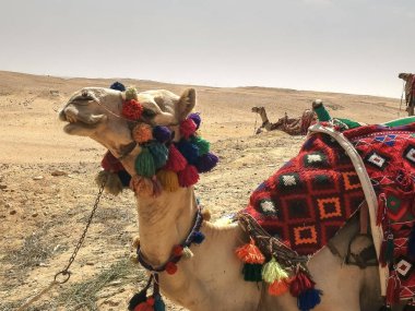 giza piramitlerinde deve yakın çekim, Mısır