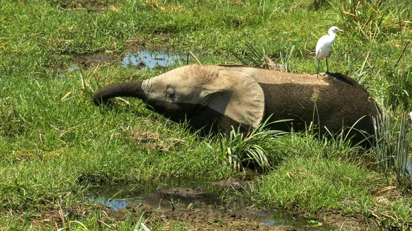Слоненок кормится цаплями на болоте в Амбосели — стоковое фото