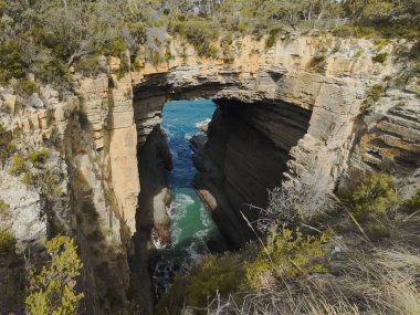 tazmanya eaglehawk boyun tasman kemer geniş çekim