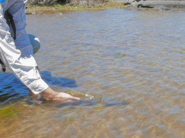 Tazmanya batı göllerinde bir alabalık serbest