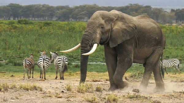 Schuss eines Elefantenbullen auf Amboseli — Stockfoto