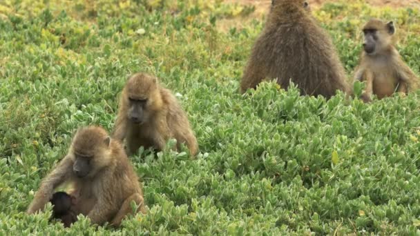 Babian trupp sitter på marken och utfodring på Amboseli — Stockvideo