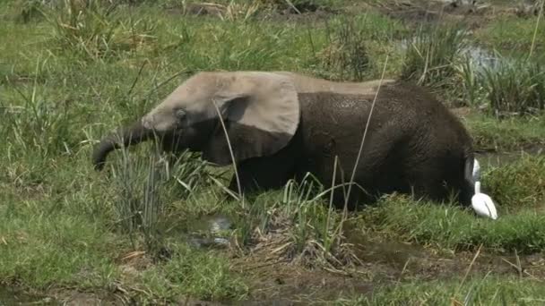 Вид сбоку на слоненка, кормящегося в болоте у амфитеатра — стоковое видео