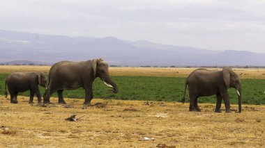 kenya amboseli birkaç fil çekim