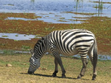 amboseli bir göl yanında otlatma zebra