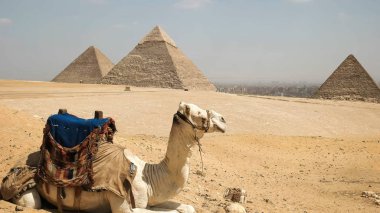 uzakta giza piramitleri ile oturan deve