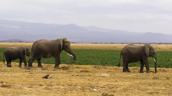 Kenya amboseli birkaç fil çekim — Stok fotoğraf