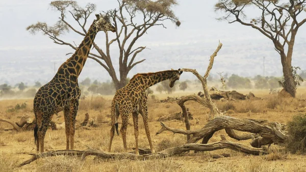 Male giraffe stands behind a female at amboseli — Stock Photo, Image