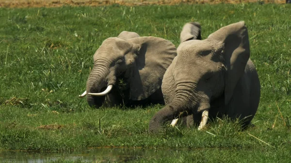 Dos elefantes hembras alimentándose en un pantano en Amboseli — Foto de Stock