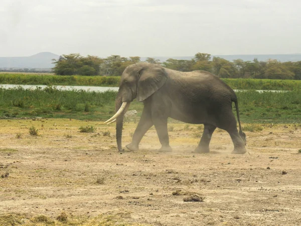 a male elephant stirs up dust as it walks towards a lake at amboseli national park