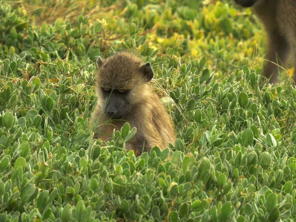 Un joven babuino olivo se alimenta de hojas en el parque nacional Amboseli — Foto de Stock