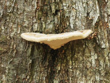 tazmanya tarkine yağmur ormanlarında ağaç üzerinde büyüyen mantarlar