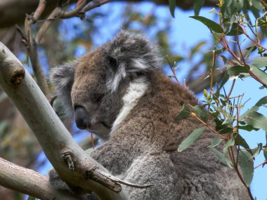 koala cape otway bir ağaçta uyku