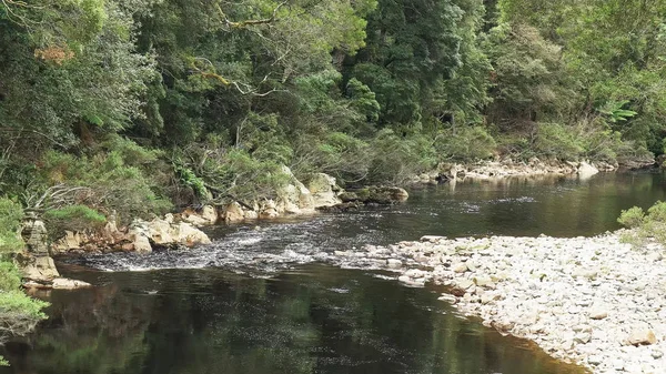 tazmanya tarkine yağmur ormanlarında siyah nehir