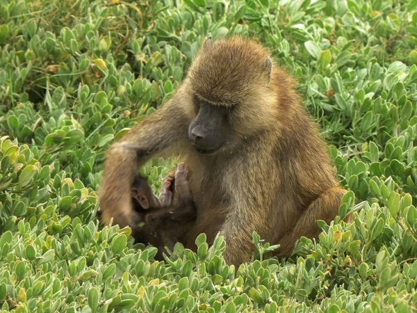 Una madre babuino olivo se alimenta de hojas con su bebé en el parque nacional Amboseli — Foto de Stock