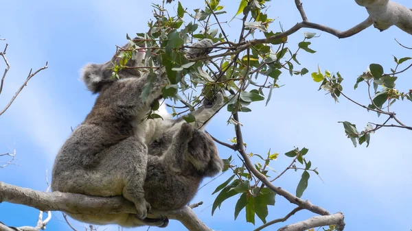 mother and baby koala eating leaves at cape otway