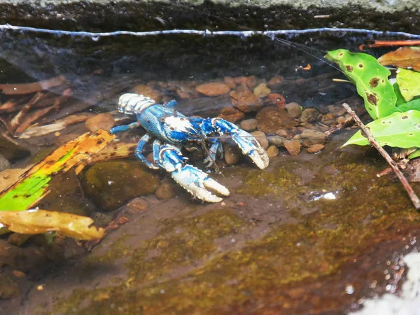 Lamington spinosa cray in una piscina rocciosa — Foto Stock