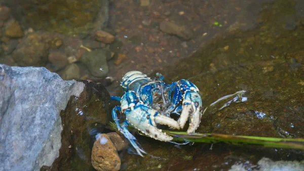 拉明顿尖刺小龙虾在拉明顿国家公园觅食。卡尔德 — 图库照片