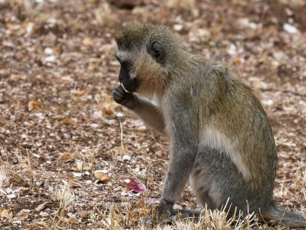 Monyet ververt duduk di tanah di amboseli, kenya — Stok Foto