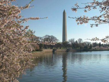 kiraz çiçekleri ve washington anıtının sabah çekimi