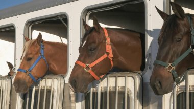 kuvarsit yakınındaki bir römork üç atyakın