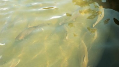 Tazmanya bir kültür balıkçılığı tankında gökkuşağı alabalığı