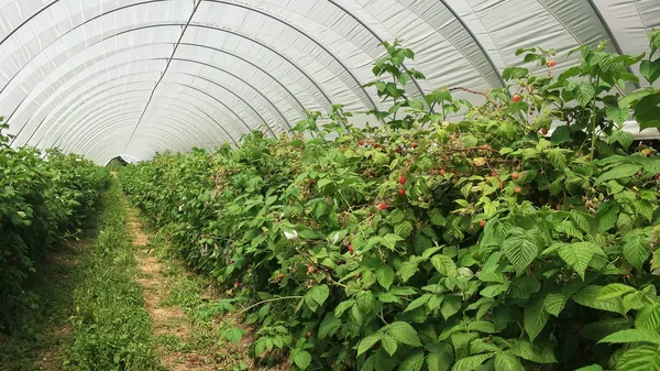 raspberries plants growing in a greenhouse in tasmania