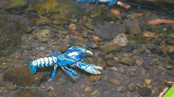 Dois lamington espinhoso crays em um córrego de montanha em queensland — Fotografia de Stock