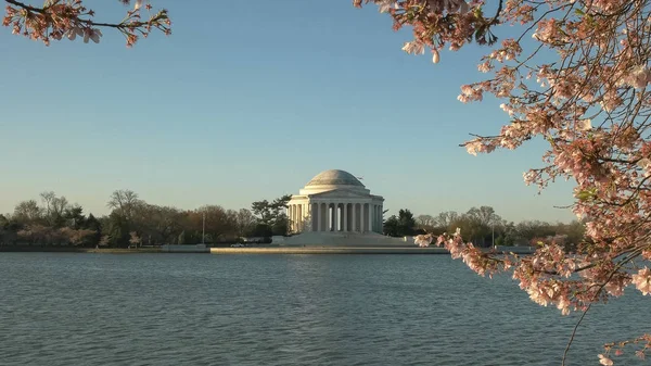 Jefferson anıt ve çiçekli kiraz ağaçlarıbahar sabah görünümü — Stok fotoğraf