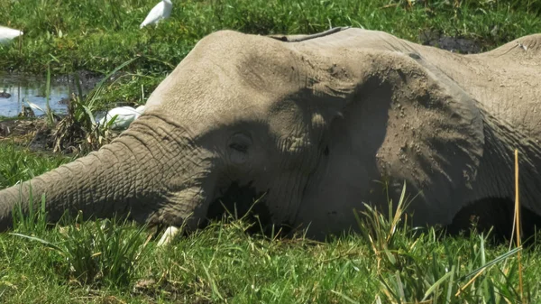 Primer plano extremo de un elefante y ternero comiendo en Amboseli en Kenya — Foto de Stock