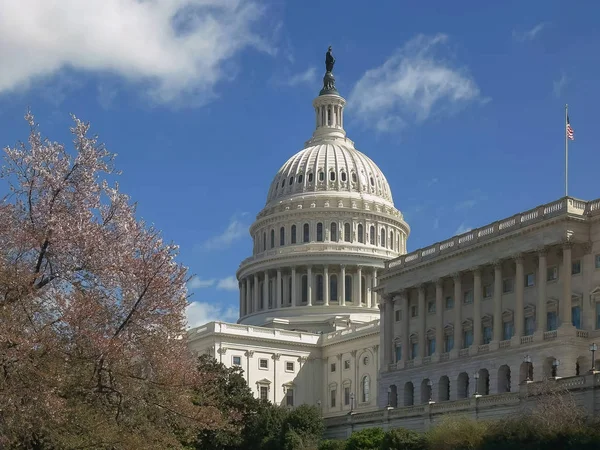 Capitol building and flowering cherry trees in washington dc — Stock Photo, Image