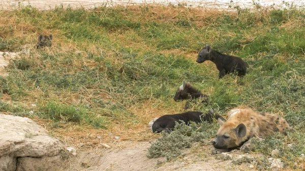Amplio tiro de hiena cachorros en amboseli — Foto de Stock
