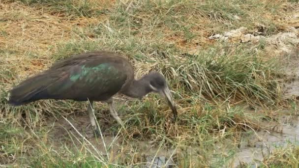 Närbild på en hadada ibis-utfodring vid kanten av en sjö i Amboseli nationalpark — Stockvideo