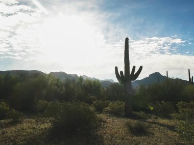 Arizona 'daki saguaro kaktüsü ve jo mnts