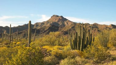 Arizona 'daki org boru kaktüsü ve jo mnts.