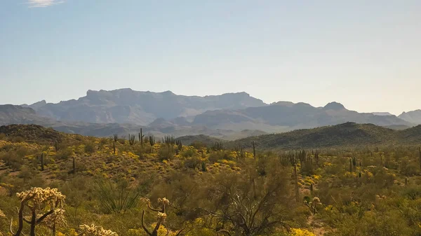 Weitwinkelblick auf den Kaktus in der Sonora-Wüste in arizona — Stockfoto