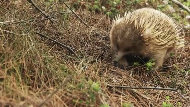 Echidna op de Trail naar Cape Pillar in Tasmanië — Stockvideo