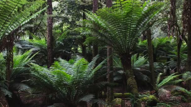 Людина папороті росте в області Mt Національний парк в Тасманії — стокове відео