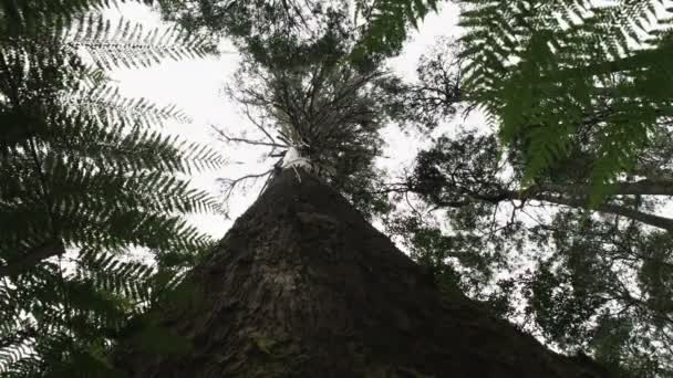 Nízký úhel v blízkosti kmene močové gumy v Tasmánii — Stock video
