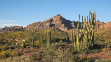 Arizona 'daki org boru kaktüsü ve jo mnts