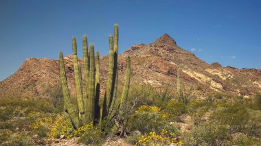 Arka planda çift tepeli bir organik boru kaktüsü.