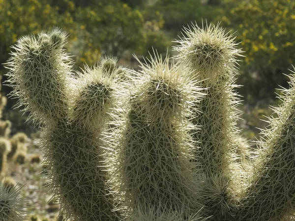 Arizona 'da zıplayan bir kaktüsün dikenlerini kapatın.