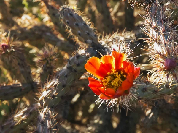 Крупным планом цветок кактуса cholla — стоковое фото