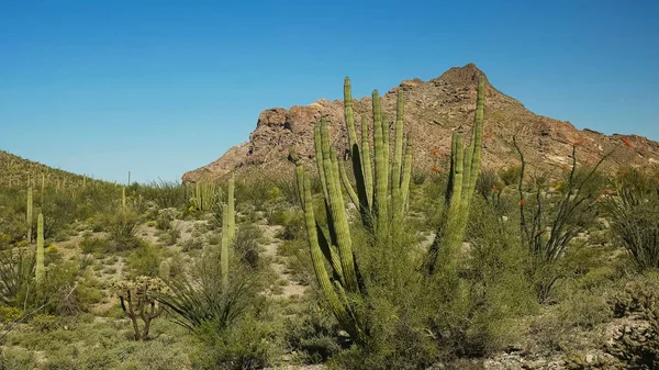 Arizona 'da organ borusu kaktüsü ve ikiz tepesi