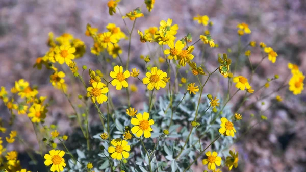 Flores de arbusto quebradizo amarillo cerca de ajo en arizona — Foto de Stock