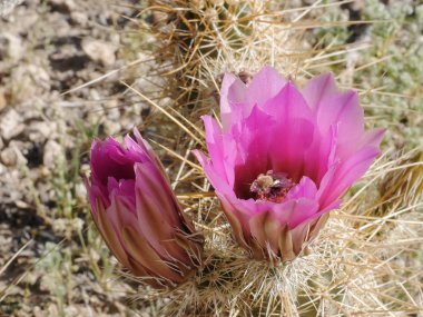 Çilekli kirpi kaktüsünün içindeki bal arısı.