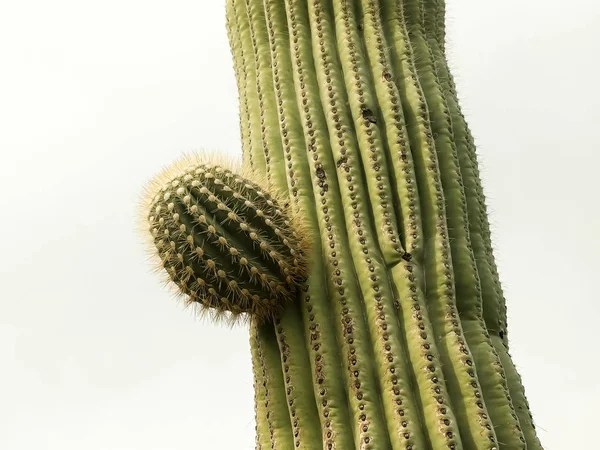 Une jeune branche de cactus saguaro près d'ajo, az — Photo